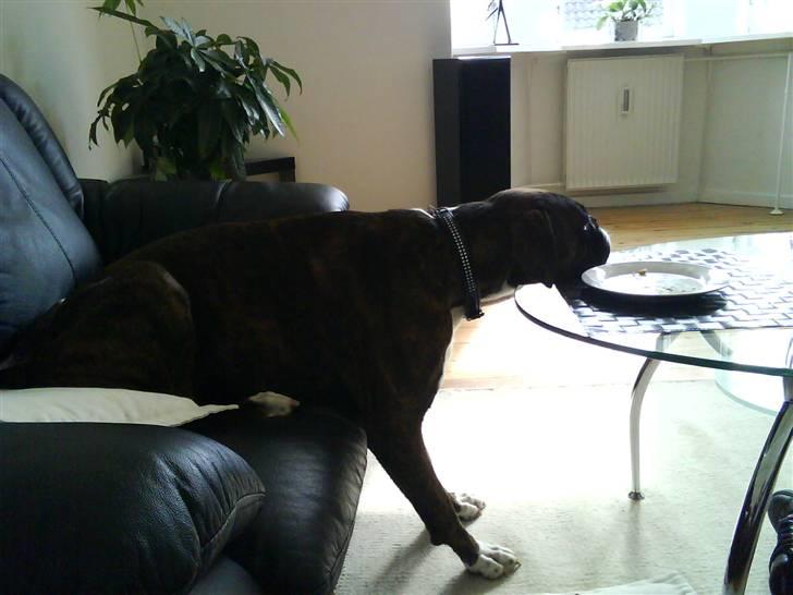 Boxer Shila  billede 2