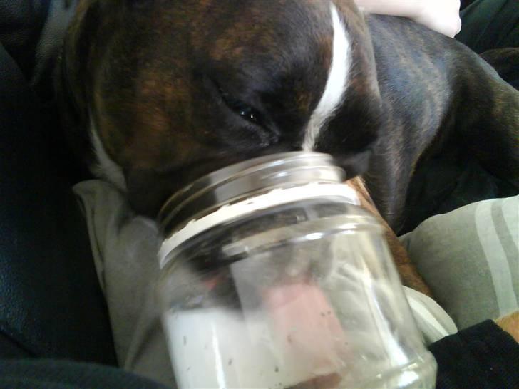 Boxer Shila  billede 3