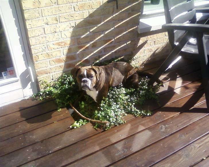 Boxer Shila  billede 4