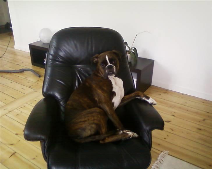 Boxer Shila  billede 5