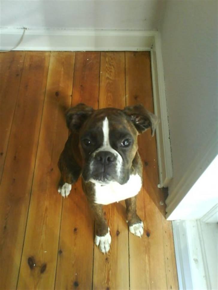 Boxer Shila  billede 6