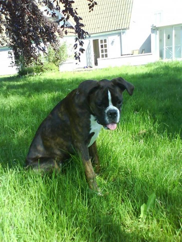Boxer Shila  billede 7