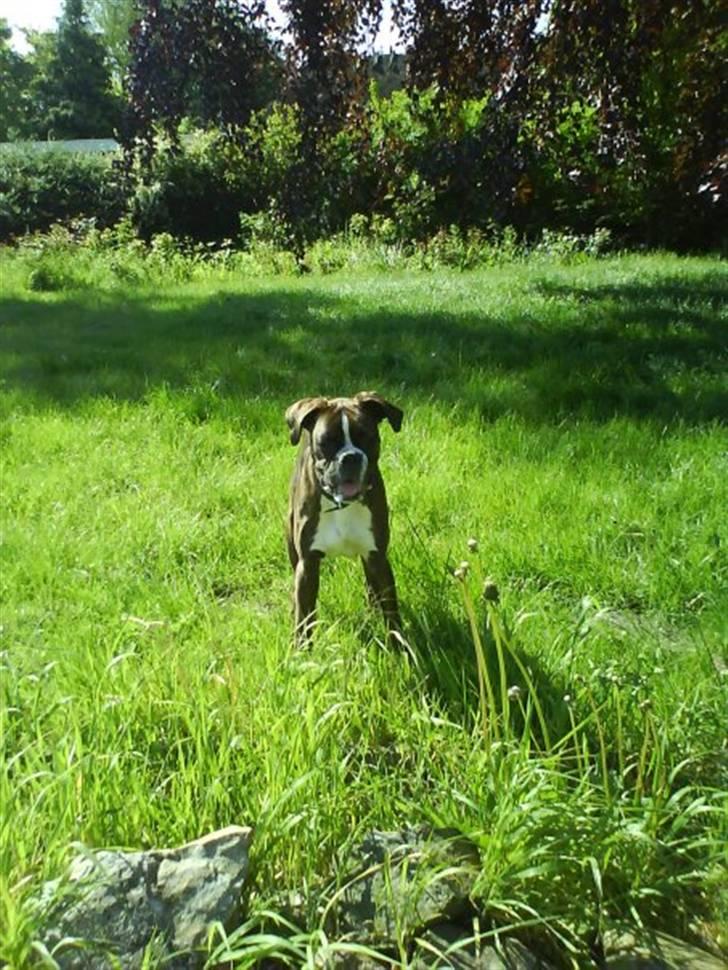 Boxer Shila  billede 8