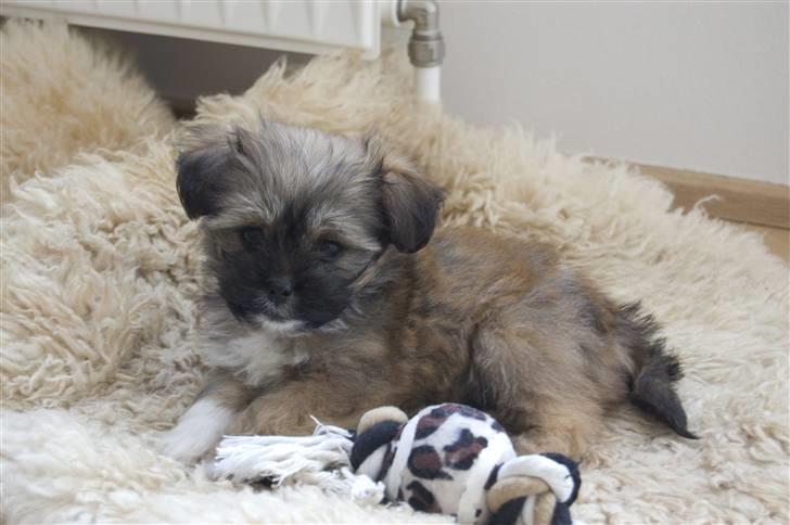 Blanding af racer Nando billede 14