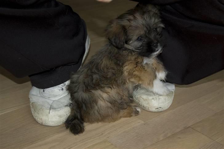 Blanding af racer Nando billede 15