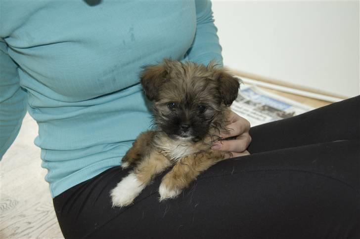 Blanding af racer Nando billede 16