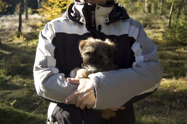 Blanding af racer Nando billede 17