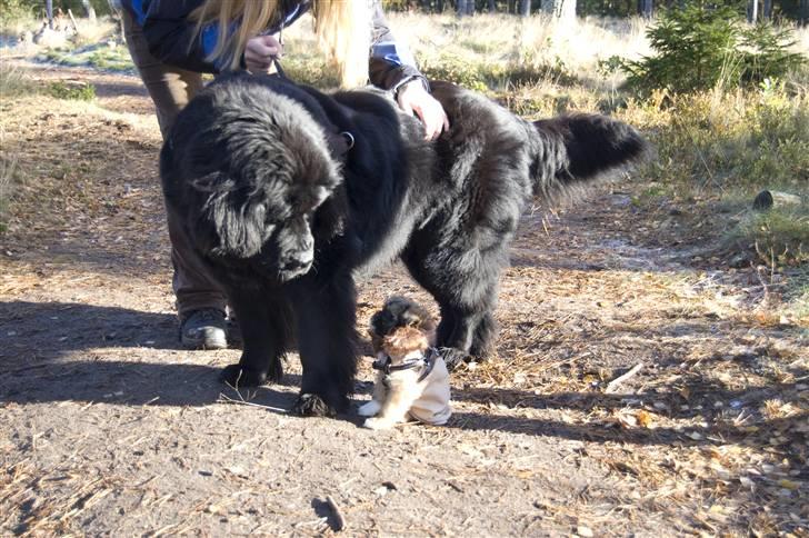 Blanding af racer Nando billede 18