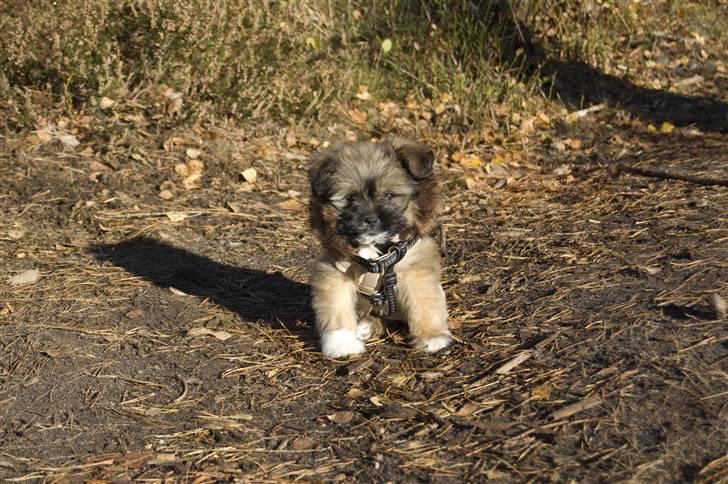 Blanding af racer Nando billede 19