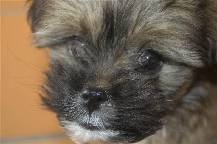 Blanding af racer Nando billede 20