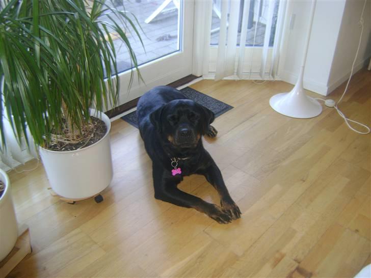 Rottweiler Dafni billede 17