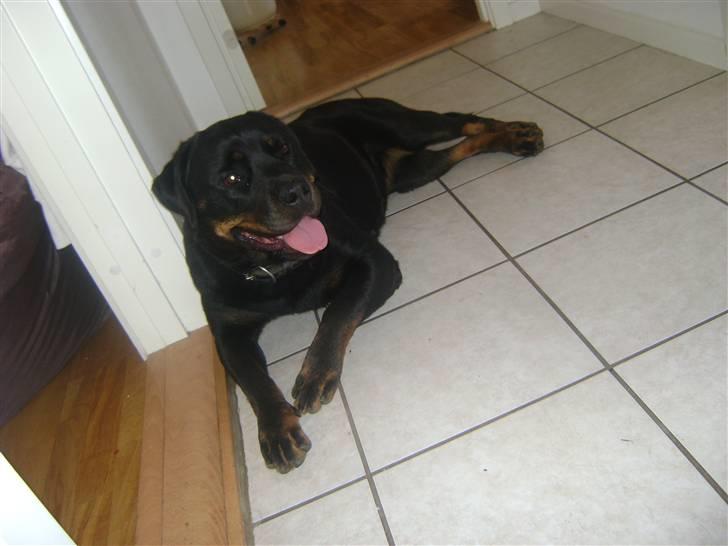 Rottweiler Dafni billede 18