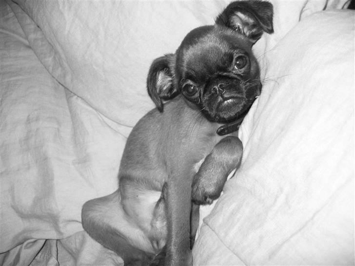 Griffon petit brabancon Frankie billede 1