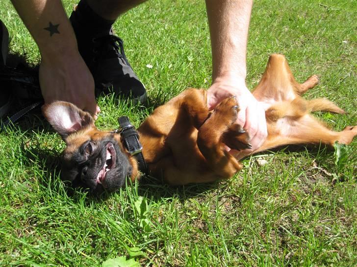 Griffon petit brabancon Frankie billede 2