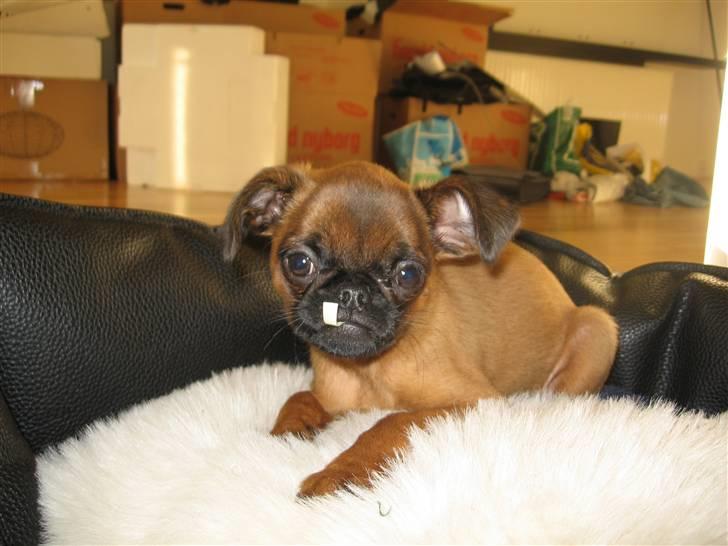 Griffon petit brabancon Frankie billede 3