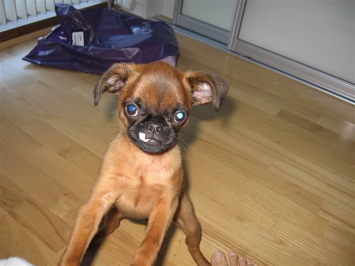 Griffon petit brabancon Frankie - Franks ta´r sig en smøg billede 4