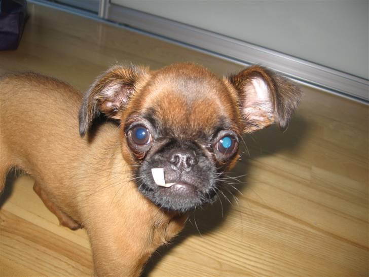 Griffon petit brabancon Frankie billede 5