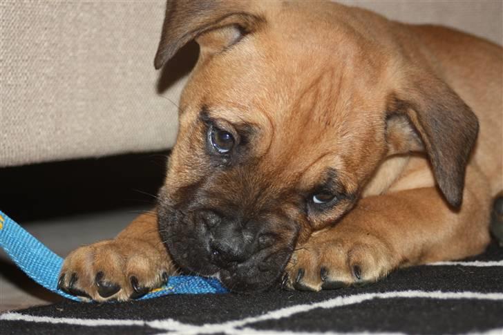 Blanding af racer KARLO - nam nam billede 1