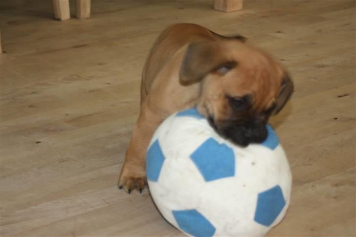 Blanding af racer KARLO billede 2