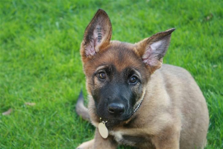 Schæferhund Pri-Wat Aica - Aica 8 uger billede 3