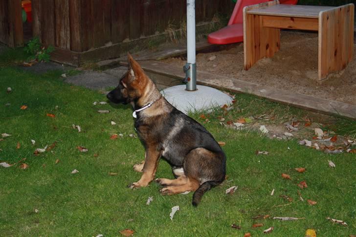 Schæferhund Pri-Wat Aica - Aica 12 uger billede 4