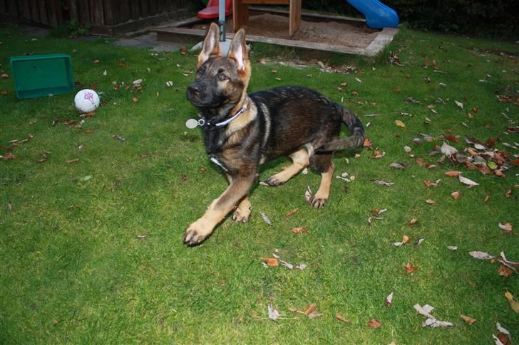 Schæferhund Pri-Wat Aica - Aica 12 uger billede 5