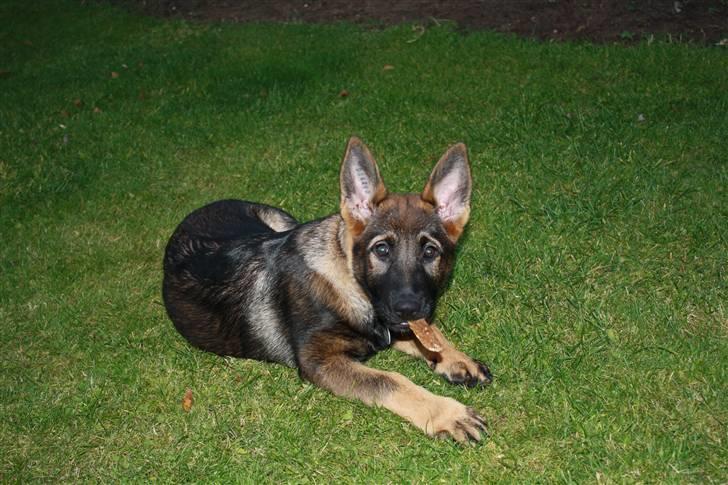 Schæferhund Pri-Wat Aica - Aica 12 uger billede 6