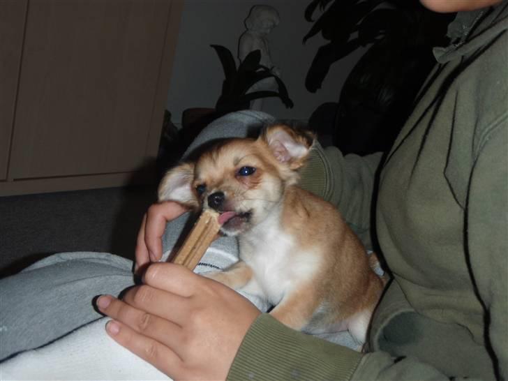 Chihuahua Miss Coco - Coco spiser denta sticks ;-) billede 6
