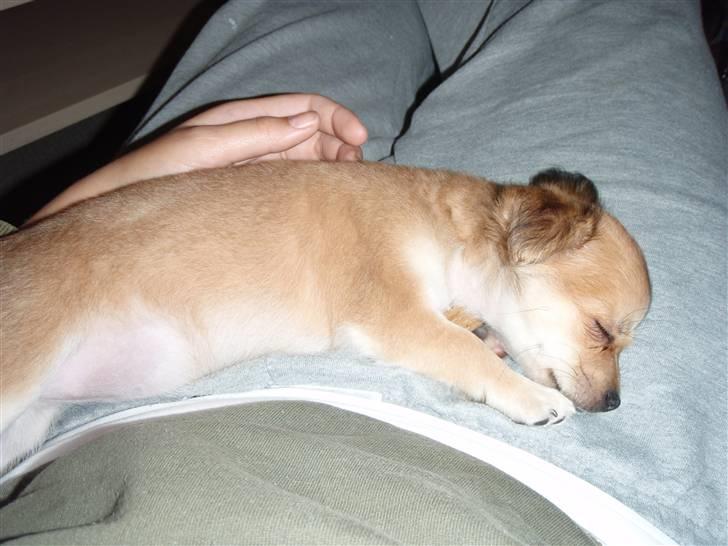 Chihuahua Miss Coco - Coco meget træt efter sin første dag i sit nye hjem, zZzZzZz :-) billede 7