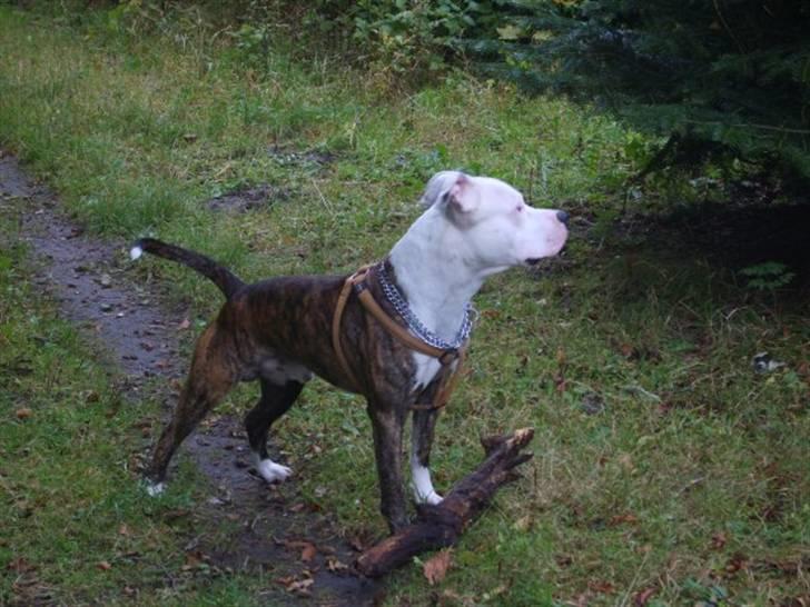 Amerikansk staffordshire terrier Tiger billede 5