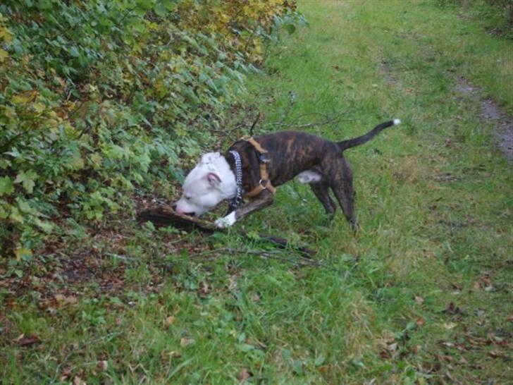 Amerikansk staffordshire terrier Tiger billede 9