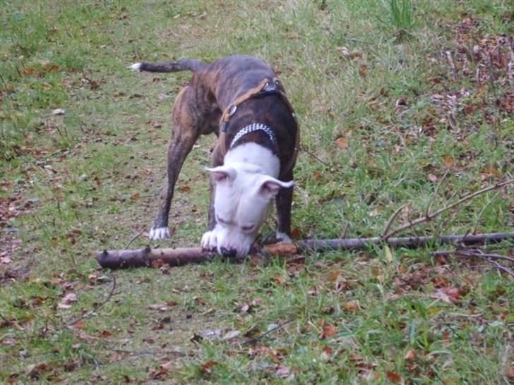 Amerikansk staffordshire terrier Tiger billede 10