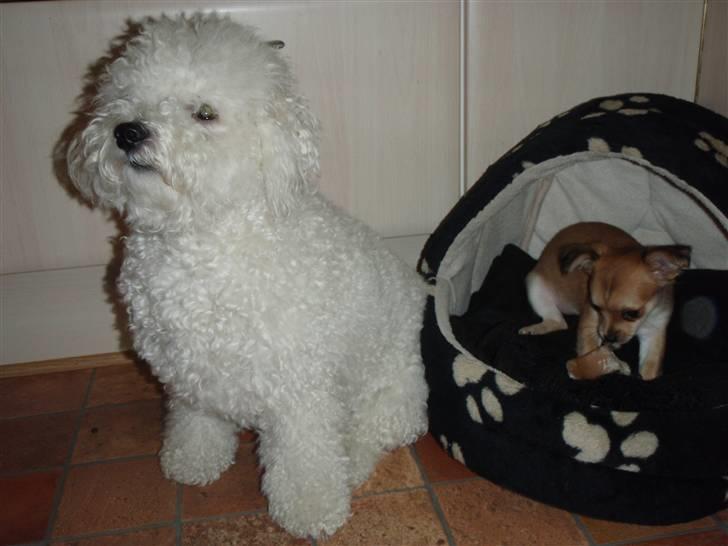 Bichon à poil frisé Snow All You Need (Nanok) - Nanok sammen med den lille nye Coco :-) billede 1