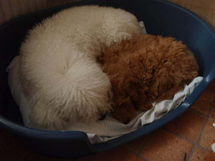 Bichon à poil frisé Snow All You Need (Nanok) - Kærlighed imellem Nanok og Kimmi :-) billede 2