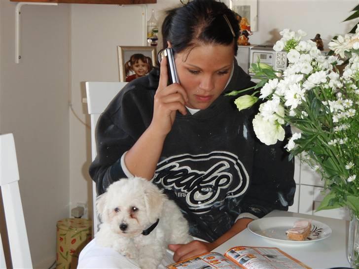 Bichon à poil frisé Snow All You Need (Nanok) - Nanok da han var en lille baby. billede 3