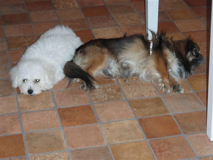 Bichon à poil frisé Snow All You Need (Nanok) - Lille baby Nanok tager en slapper med Gizmo :-) billede 4