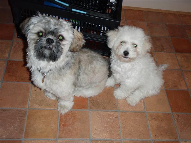 Bichon à poil frisé Snow All You Need (Nanok) - Milo og Nanok, "er vi ikke bare søde? :-) " billede 5
