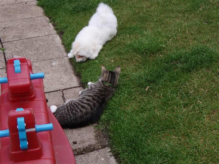 Bichon à poil frisé Snow All You Need (Nanok) - Nanok sammen med vores mega-kat Charlie :-) billede 6