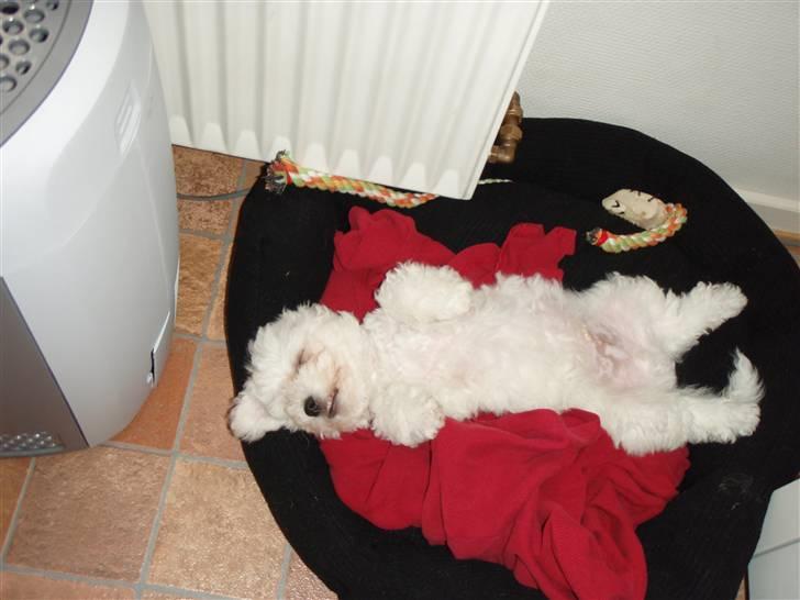 Bichon à poil frisé Snow All You Need (Nanok) - En meget træt hund, zZzZzZ :-) billede 7
