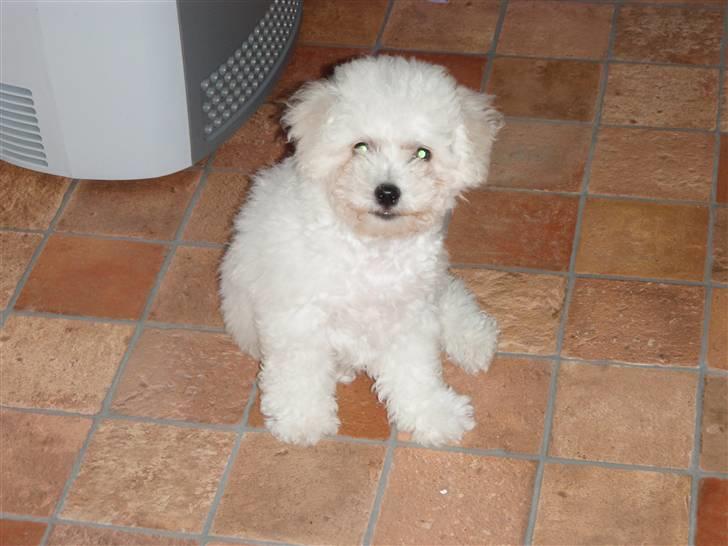 Bichon à poil frisé Snow All You Need (Nanok) - "Er jeg ikke bare nuttet?" :-) billede 8