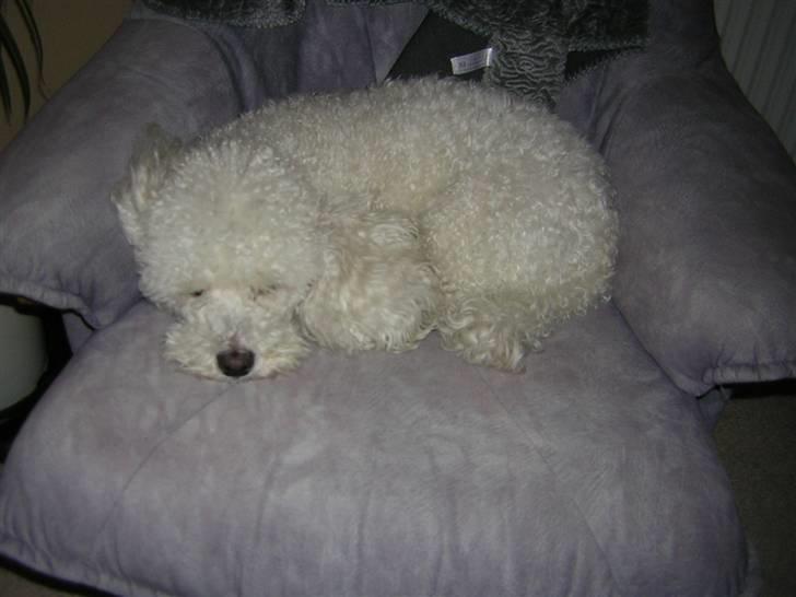 Blanding af racer Bino - r.i.p <3 billede 3