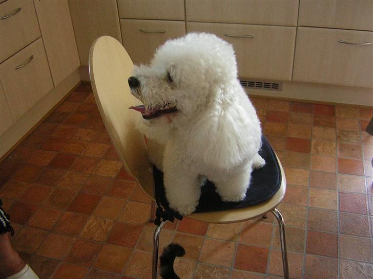 Blanding af racer Bino - r.i.p <3 billede 4