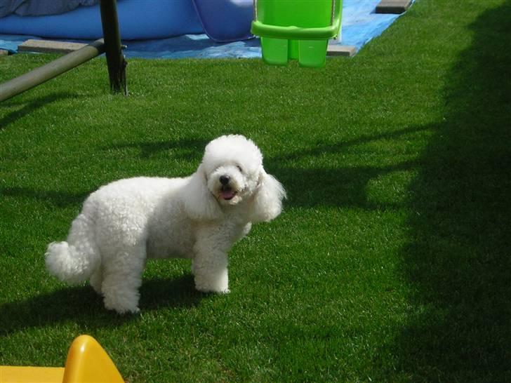 Blanding af racer Bino - r.i.p <3 billede 5