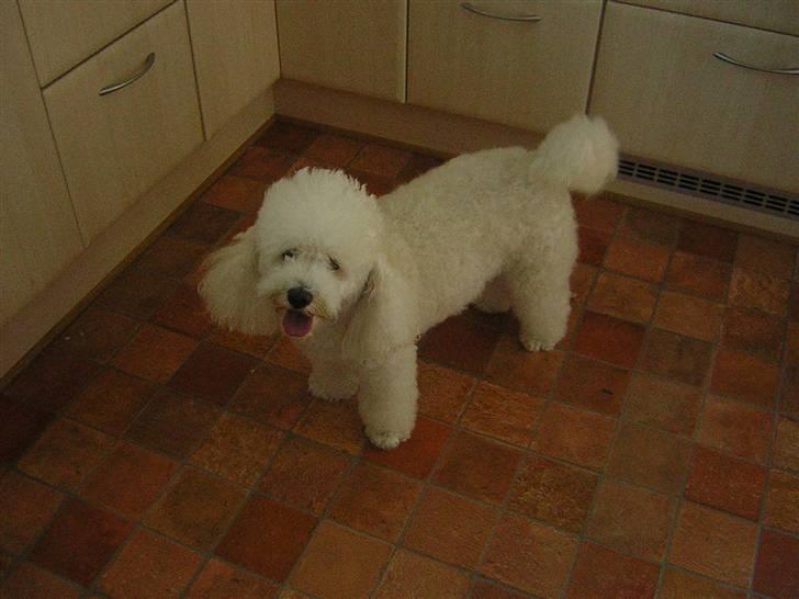 Blanding af racer Bino - r.i.p <3 billede 6