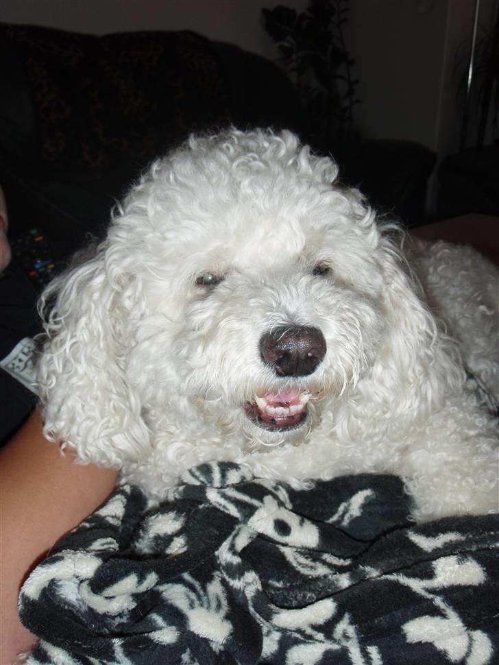 Blanding af racer Bino - r.i.p <3 billede 7