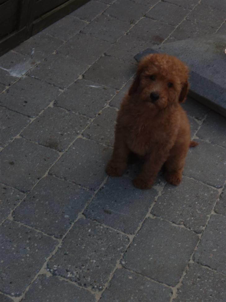 Blanding af racer Kimmi - r.i.p <3 billede 1