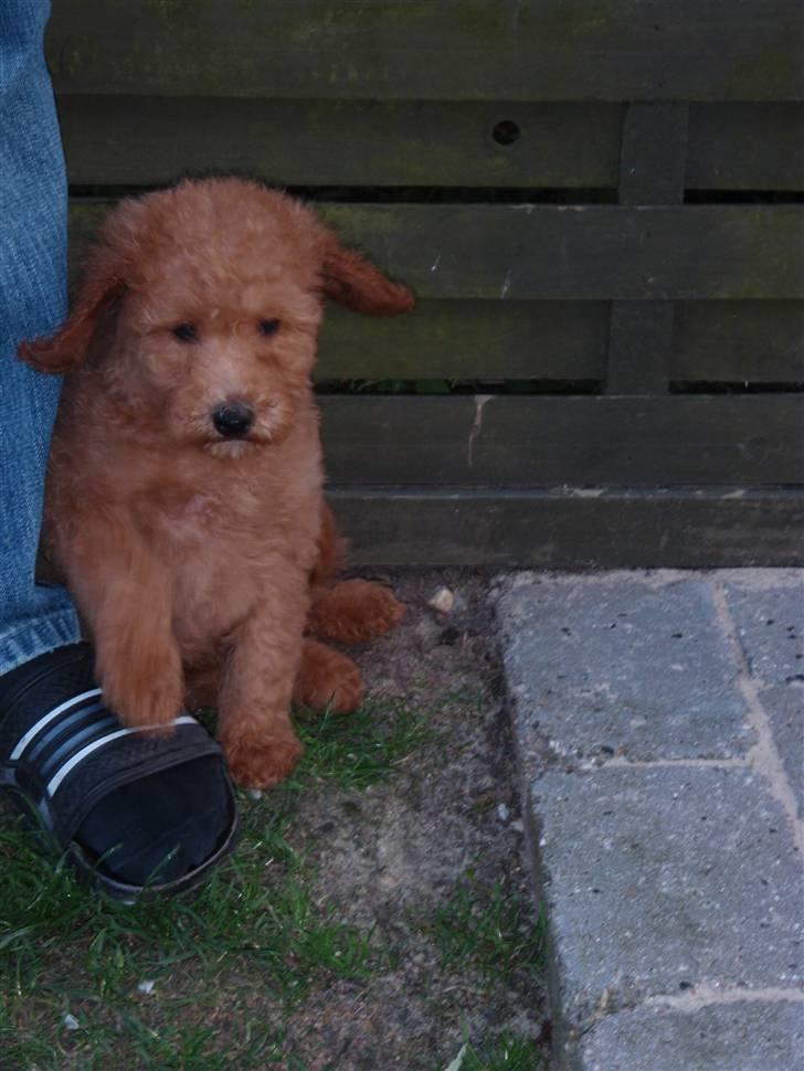 Blanding af racer Kimmi - r.i.p <3 billede 2