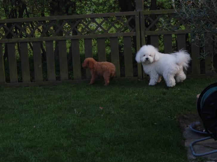 Blanding af racer Kimmi - r.i.p <3 billede 3