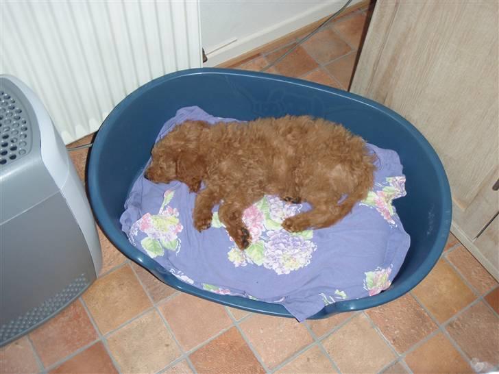 Blanding af racer Kimmi - r.i.p <3 billede 5