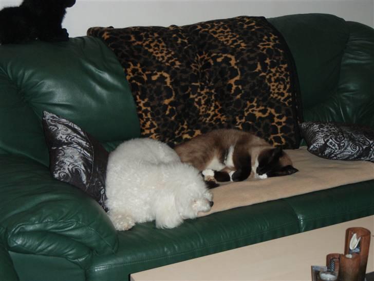 Bichon à poil frisé Snow All You Need (Nanok) - Tager lige en slapper med katten :-) billede 9